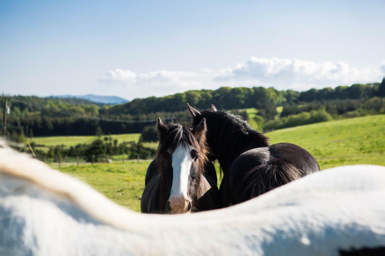 Clissmann Horse Caravans Glamping Luxury tent